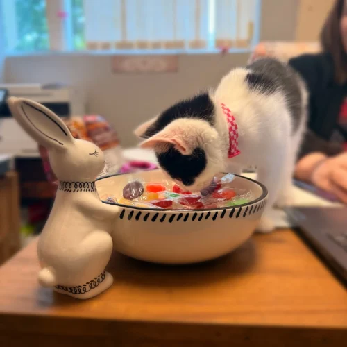 Black-and-white cat curiously exploring a bowl filled with colorful objects, capturing a playful moment in a supportive indoor environment.