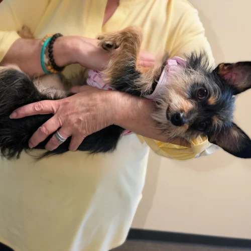 Small dog being gently held and cuddled, representing affection, companionship, and the calming connection between people and animals.